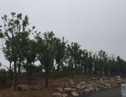 大象湖湿地公园景观乐鱼（中国）已完成乔灌木种植